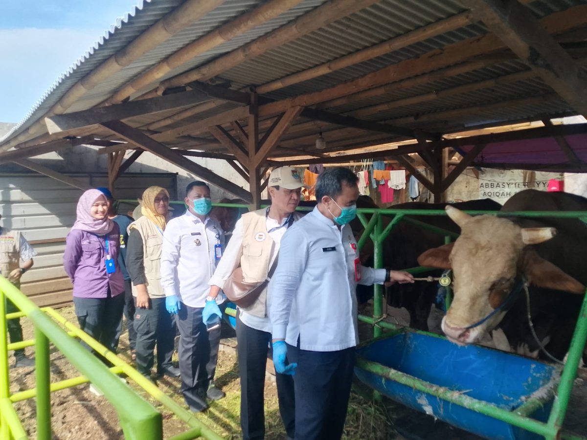 Petugas DPKP Kabupaten Tangerang melakukan pemeriksaan mulut, kaki, dan kuku hewan kurban guna memastikan bebas dari Penyakit Mulut dan Kuku.(Dok: Istimewa)