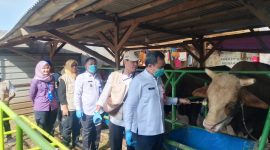Petugas DPKP Kabupaten Tangerang melakukan pemeriksaan mulut, kaki, dan kuku hewan kurban guna memastikan bebas dari Penyakit Mulut dan Kuku.(Dok: Istimewa)