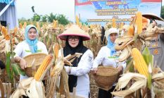 Wabup Tangerang Hadiri Panen Jagung Serentak Kuartal II Polres Metro Tangsel