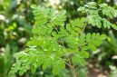 Daun kelor memiliki kandungan gizi tinggi yang dipercaya dapat membantu menjaga kesehatan jantung, tulang, hingga meningkatkan daya tahan tubuh. Foto: Istimewa.