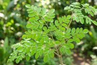 Daun kelor memiliki kandungan gizi tinggi yang dipercaya dapat membantu menjaga kesehatan jantung, tulang, hingga meningkatkan daya tahan tubuh. Foto: Istimewa.