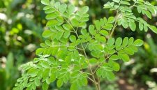 Daun kelor memiliki kandungan gizi tinggi yang dipercaya dapat membantu menjaga kesehatan jantung, tulang, hingga meningkatkan daya tahan tubuh. Foto: Istimewa.
