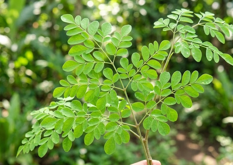 Daun kelor memiliki kandungan gizi tinggi yang dipercaya dapat membantu menjaga kesehatan jantung, tulang, hingga meningkatkan daya tahan tubuh. Foto: Istimewa.